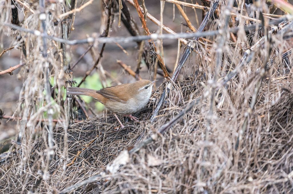 Usignolo di fiume (Cettia cetti)